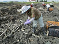 マルハ物産 れんこん収穫