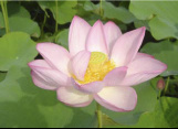 マルハ物産　れんこんの花