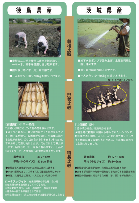 マルハ物産 徳島産と茨城県産れんこんの違い