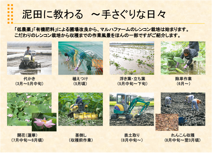 マルハ物産　れんこん栽培