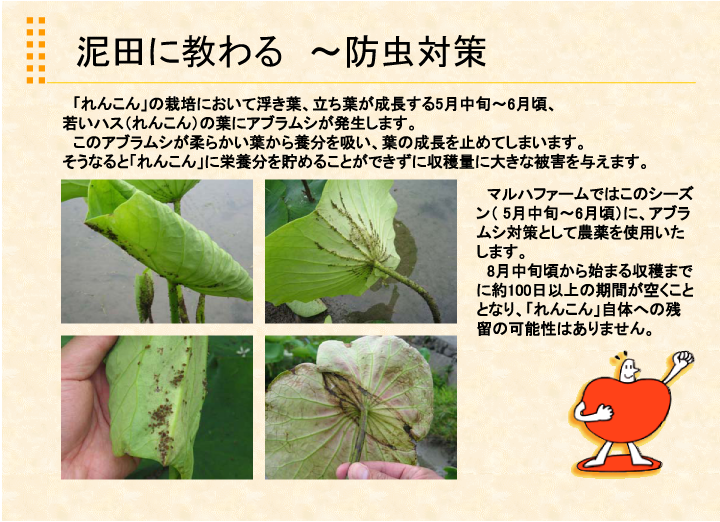 マルハ物産　れんこん栽培