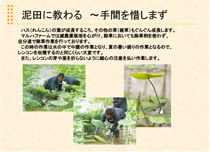 マルハ物産 れんこん栽培