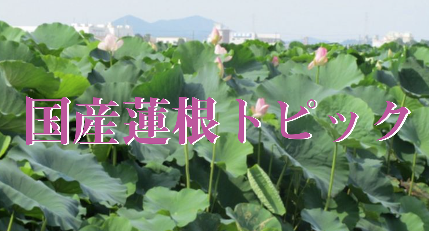 国産蓮根トピック