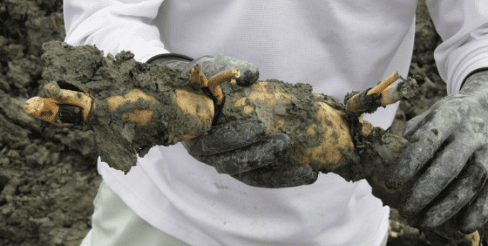 徳島（阿波れんこん）