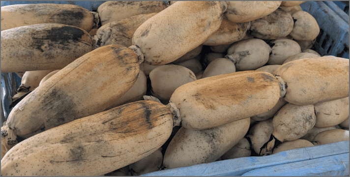 茨城（土浦れんこん）