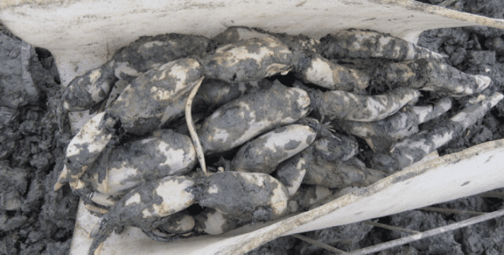 徳島（阿波れんこん）