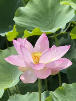 レンコンの歴史