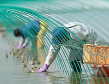 植え付け<br>(5月頃)