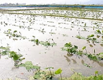 浮き葉・立ち葉<br>(5月中旬~下旬)