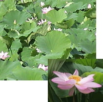 開花(蓮華)<br>(7月中旬~8月頃)