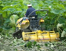 茎倒し<br>(収穫前作業)