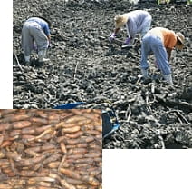 れんこん収穫<br>(8月中旬~翌3月頃)